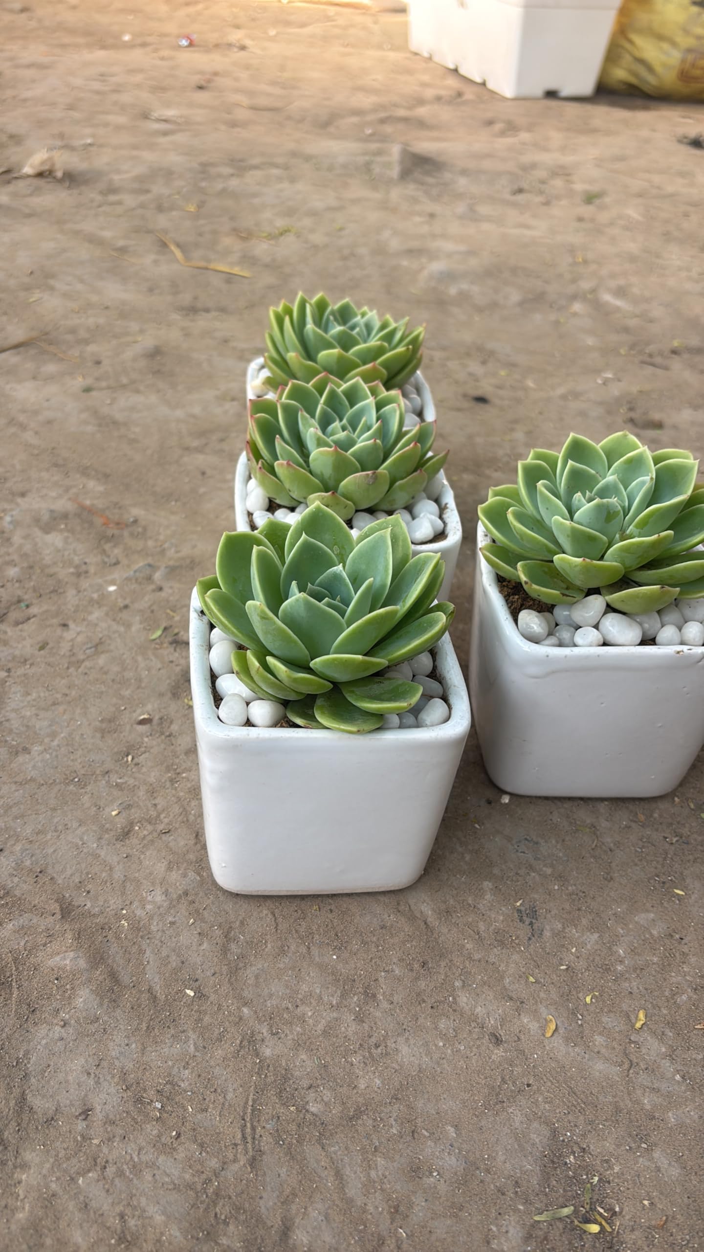 Live Echeveria Succulent Plants in White Ceramic Square Pots with Decorative Pebbles, Set of 4-picture-22