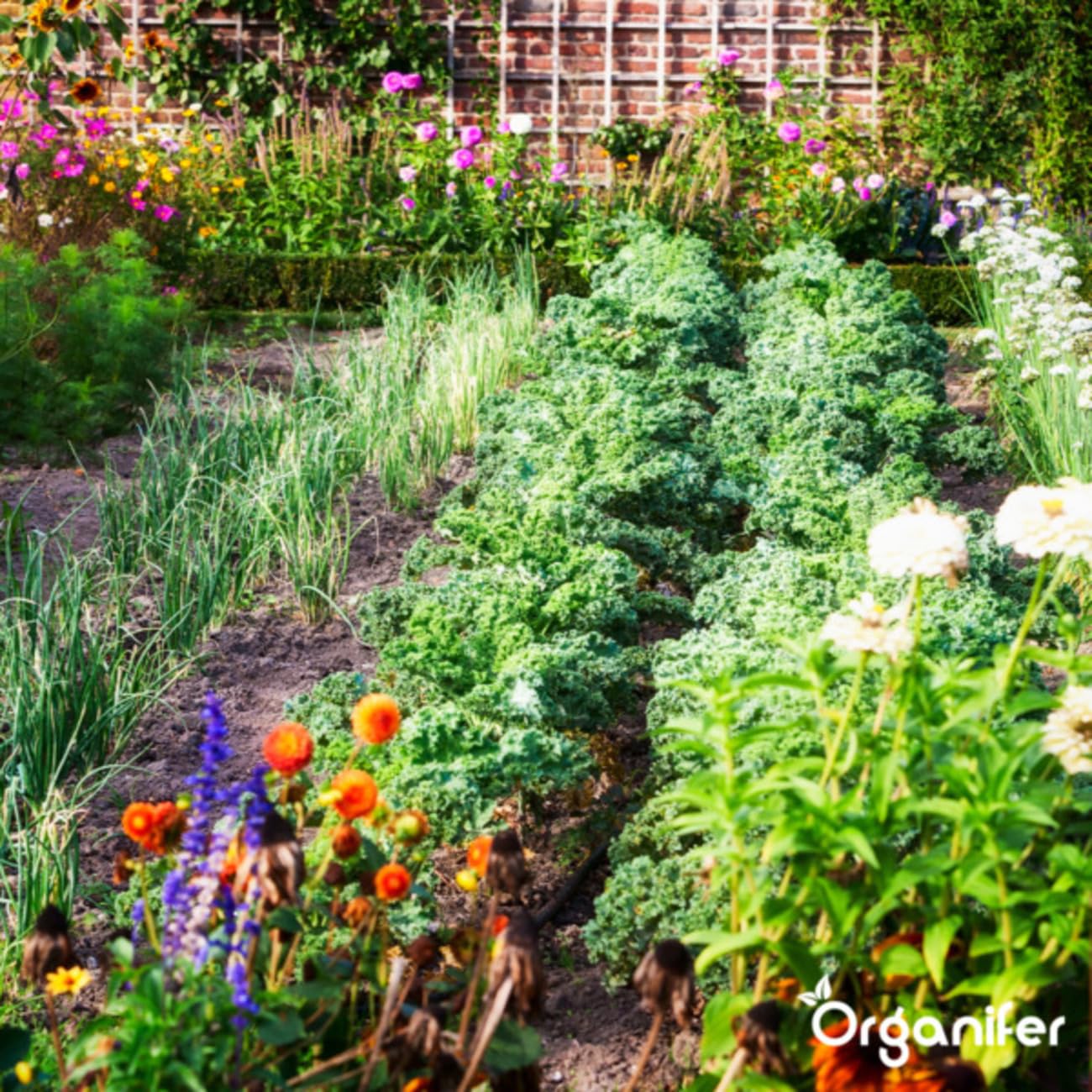 Universal Gartendünger - 20kg = 200m2 | Hochwertiger Dünger Für Alle Gartenpflanzen - Fördert Kräftiges Wachstum Und Reiche Blüte - Organifer