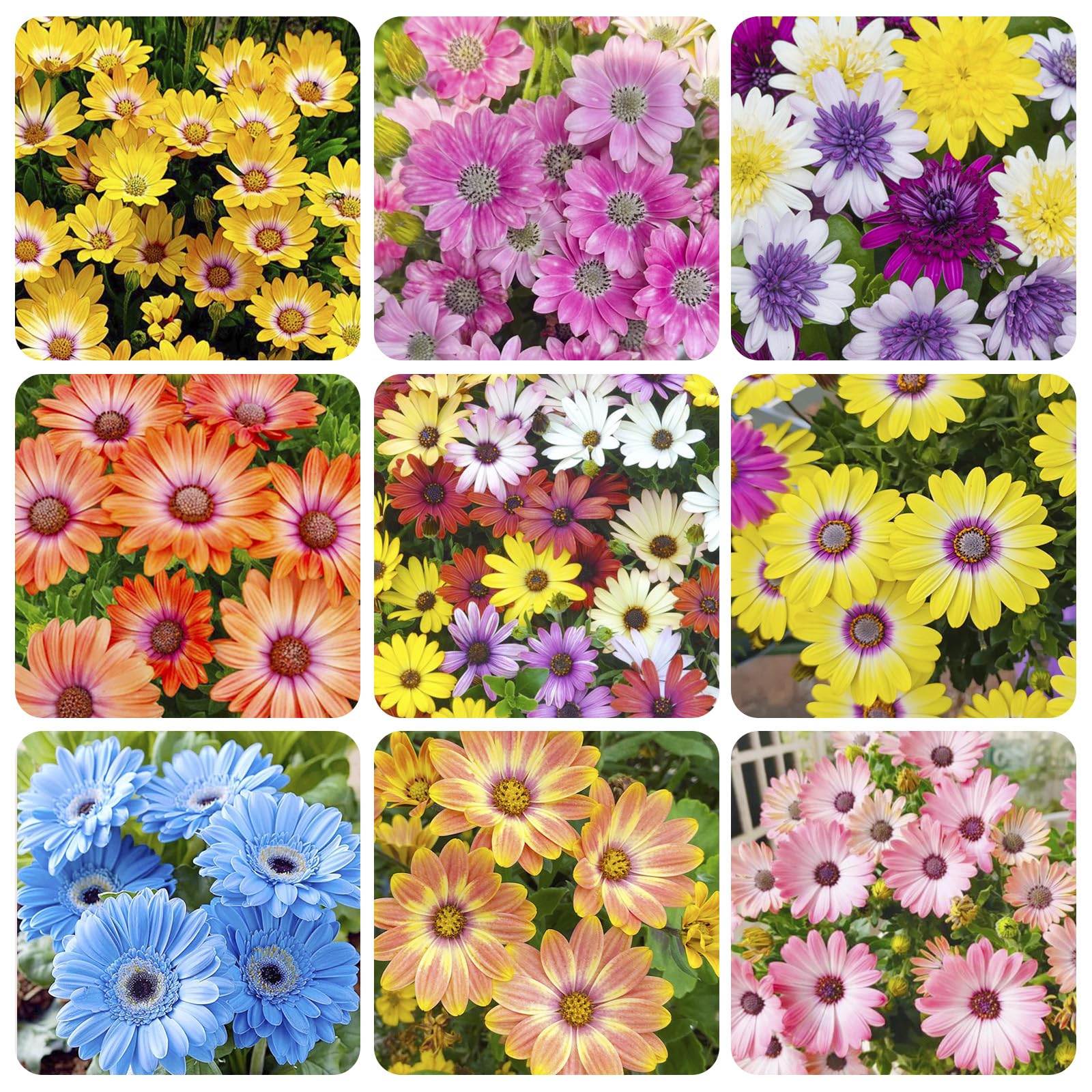 300+ Mixed Perennial African Daisy Seeds for Planting - Beautiful Osteospermum Daisy Plant in Your Home Flower Garden - Non-GMO Heirloom Variety