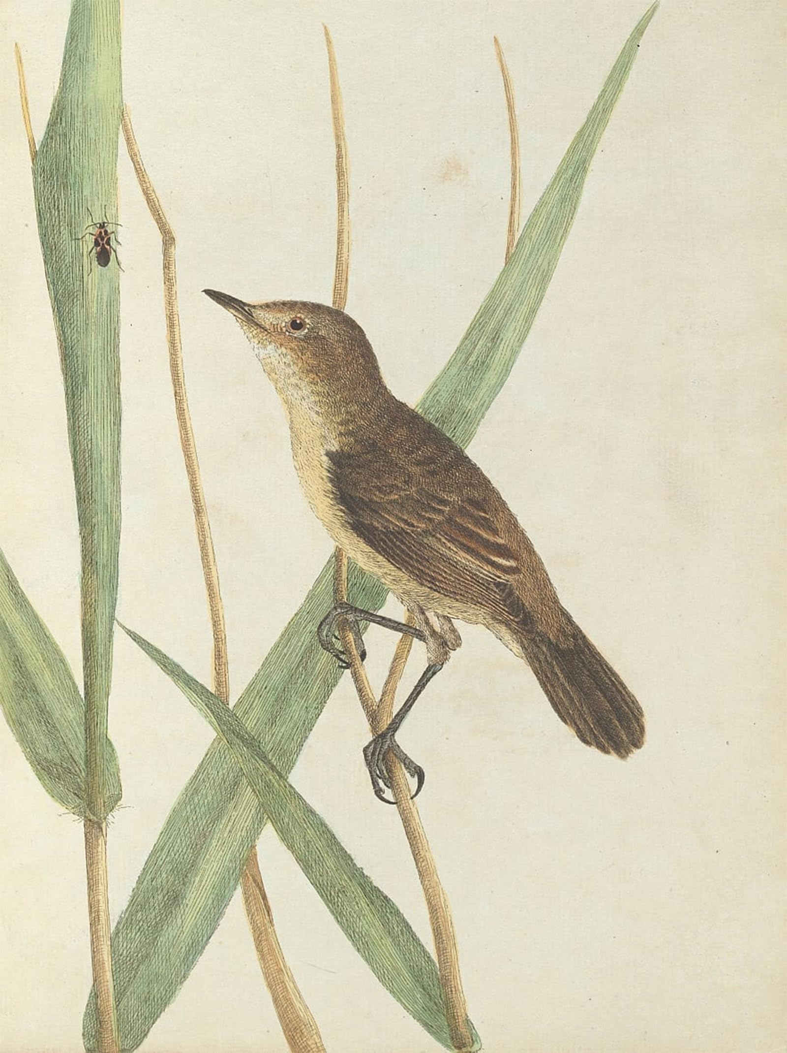 ARTXLXXBN Famous Painting Art Wall Decor Abstract Art Picture Reed Warbler by William Lewin Animal Pictures for Home Decor 60x90cm