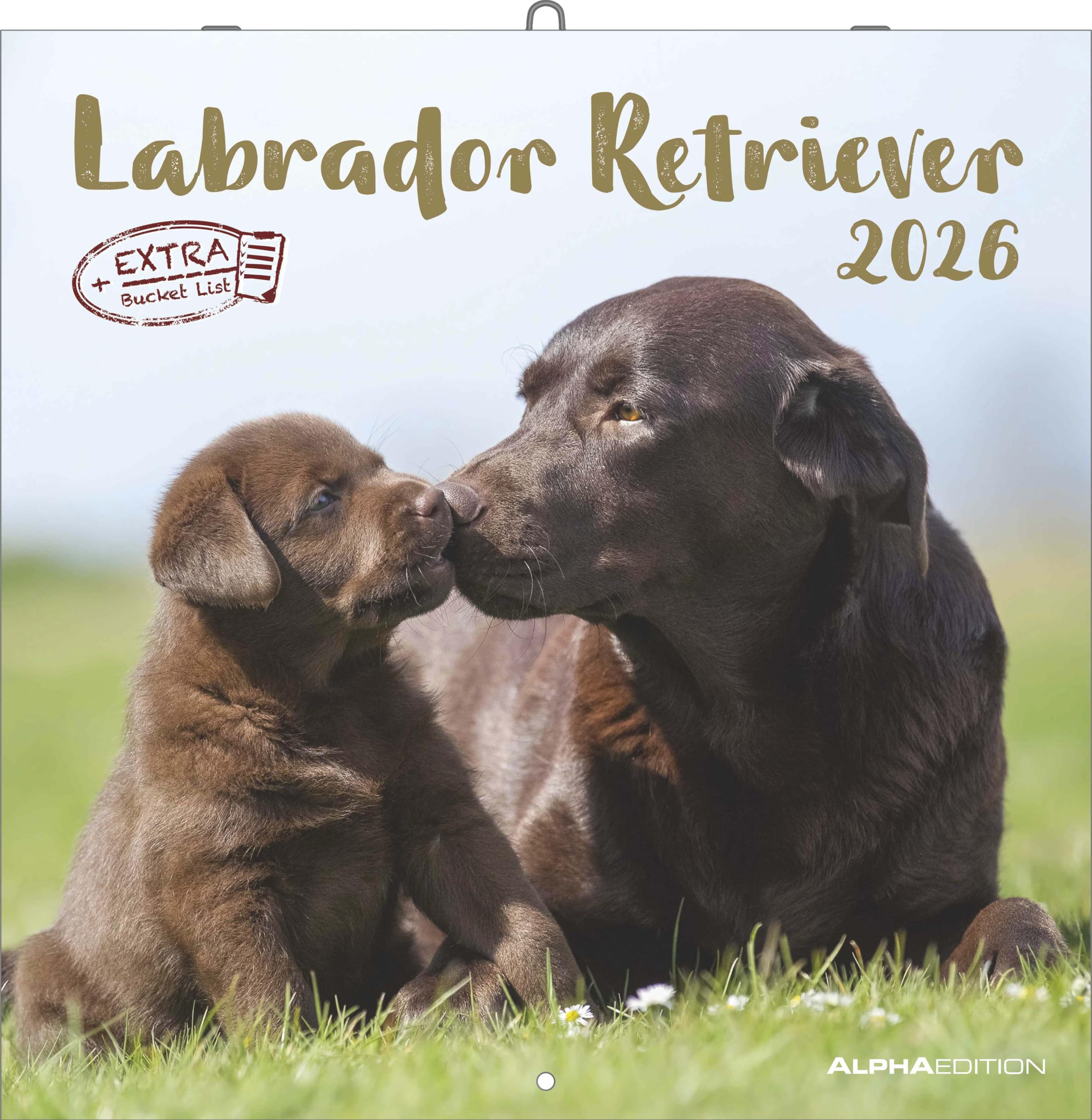 Alpha Edition - Labrador Retriever Kalender 2026 – Wandkalender 30x30 cm – Für Hundeliebhaber – 12 beeindruckende Labrador-Fotografien, viel Platz für ... mit Feiertagen & Ferienterminen: Dachshund