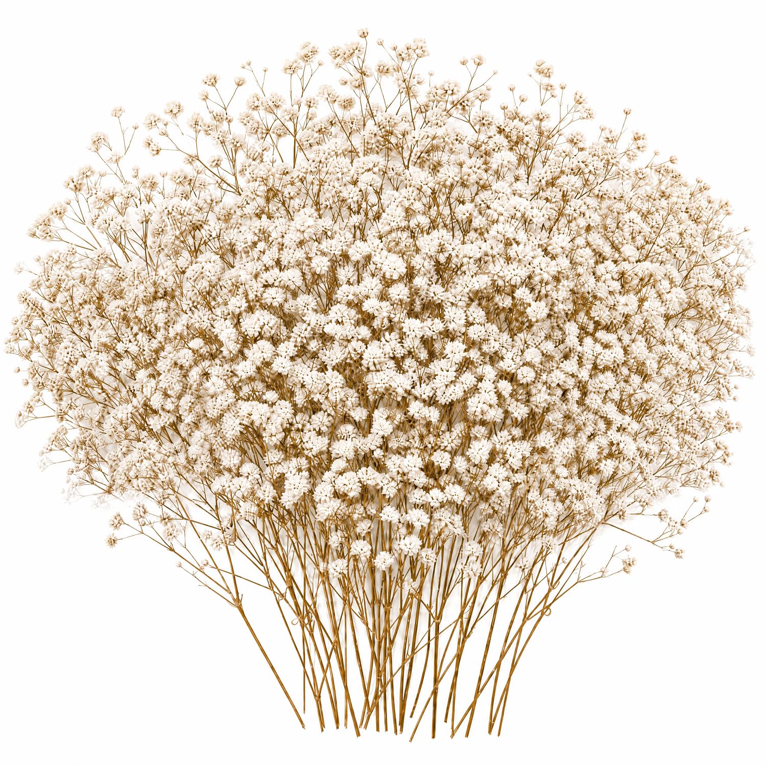 100Pcs Real Natural Dried Gypsophila Flowers, Natural Dried Flowers