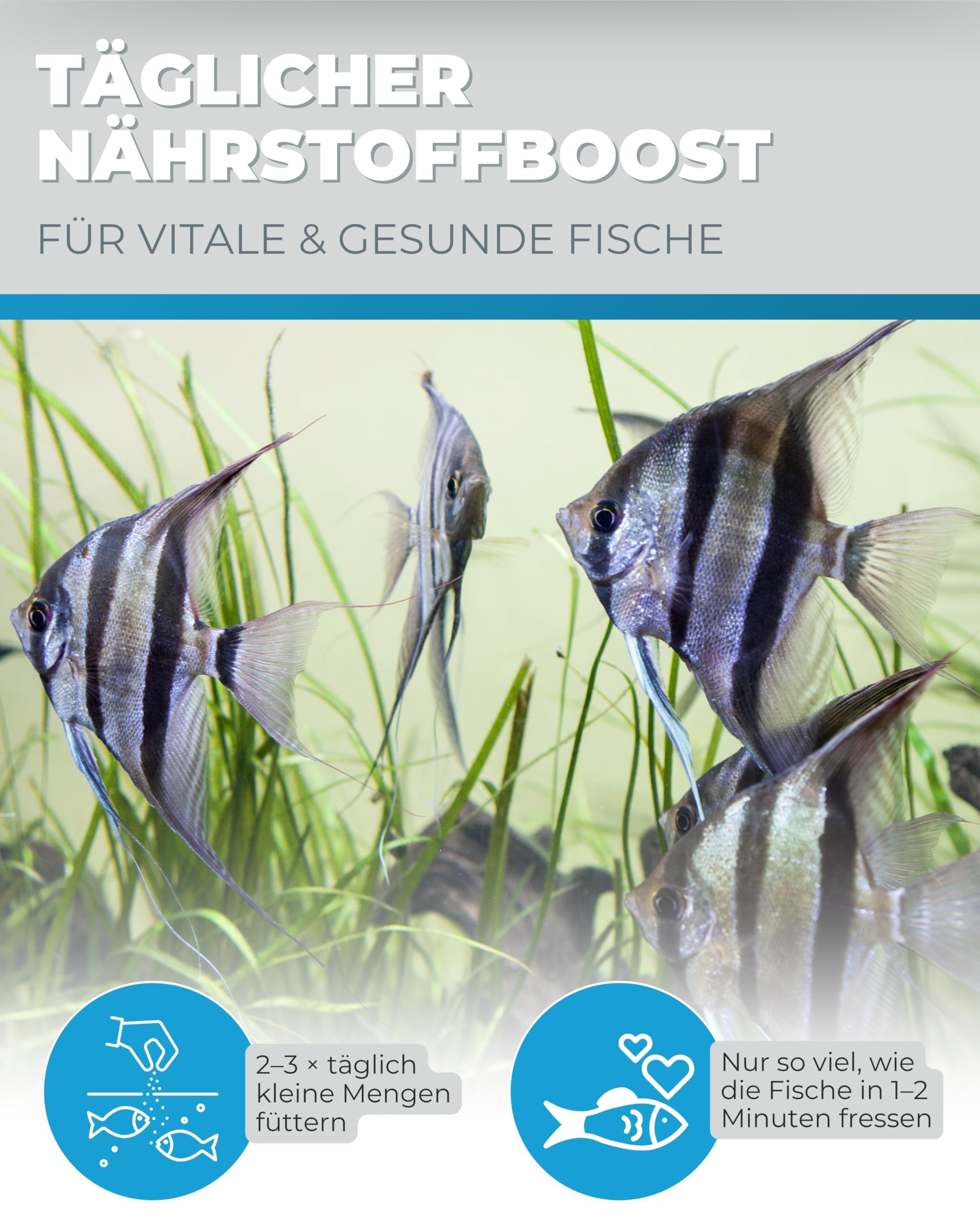 Dupla DuplaRin Granulat M I 500 g I Premium-Granulatfutter für mittelgroße Süß- & Meerwasserfische I proteinreiches Zierfischfutter I gutes Wachstum & Intensive Farben I nährstoffreiches Fischfutter