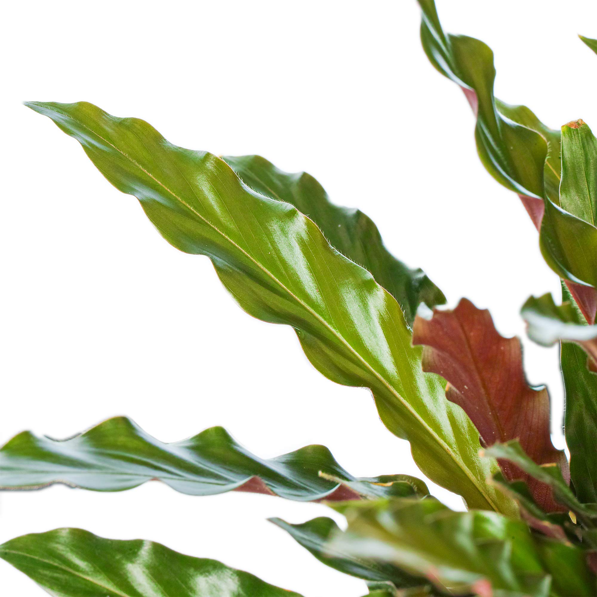 Calathea Korbmarante Elger Grass Fantastische Zimmerpflanze frs Zuhause  und Bro : Amazon.de: Garten
