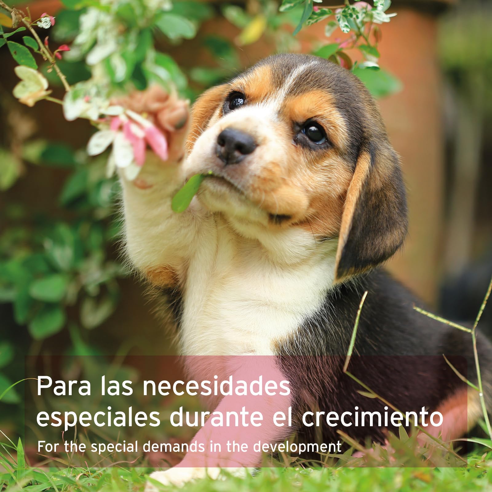 AniForte Junior Active para Cachorros y Perros jóvenes 250g - para el Desarrollo de Huesos, tendones, ligamentos y Dientes. Suplemento para Cachorros con Calcio, vitaminas y minerales