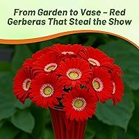 Vista 42 de Outsidepride Bicolor Mix Gerbera Seeds - 10 Pcs Perennial, Compact & Low Maintenance, Flower Seeds for Planting w/Vibrant Mixed Blooms, Ideal for