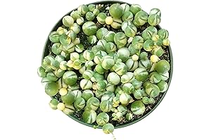 Rare Botanical Variegated String of Pearls Plant