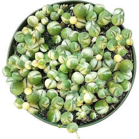 Rare Botanical Variegated String of Pearls Plant