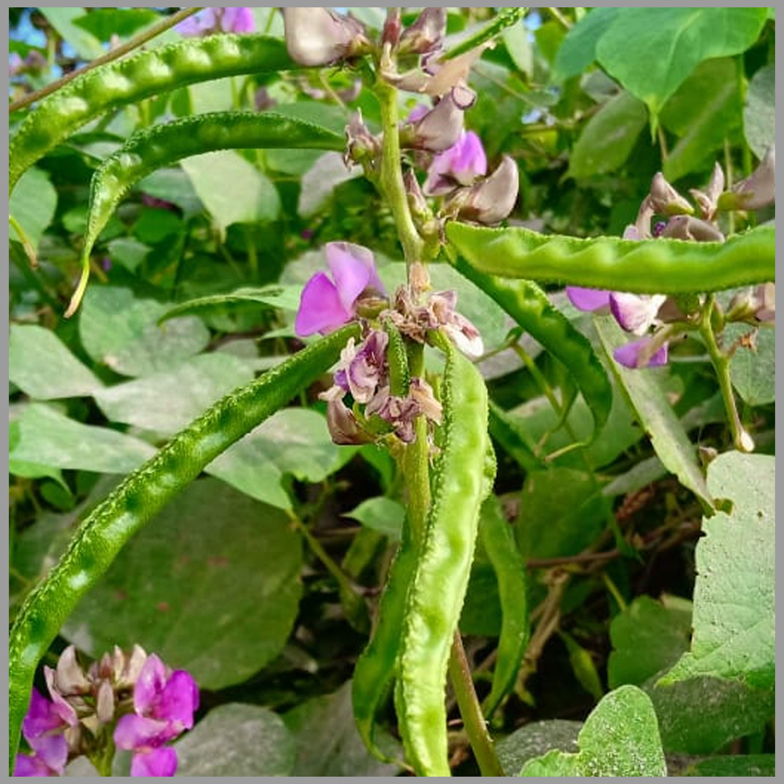 GardenHunt kozhi Avarai Traditional Seeds (Pack of 25 Seeds)- GardenHunt (B088DGC6GL) Amazon Price History, Amazon Price Tracker