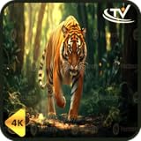 タイガージャングルシェード - 遠くの咆哮と熱帯雨林のベッド