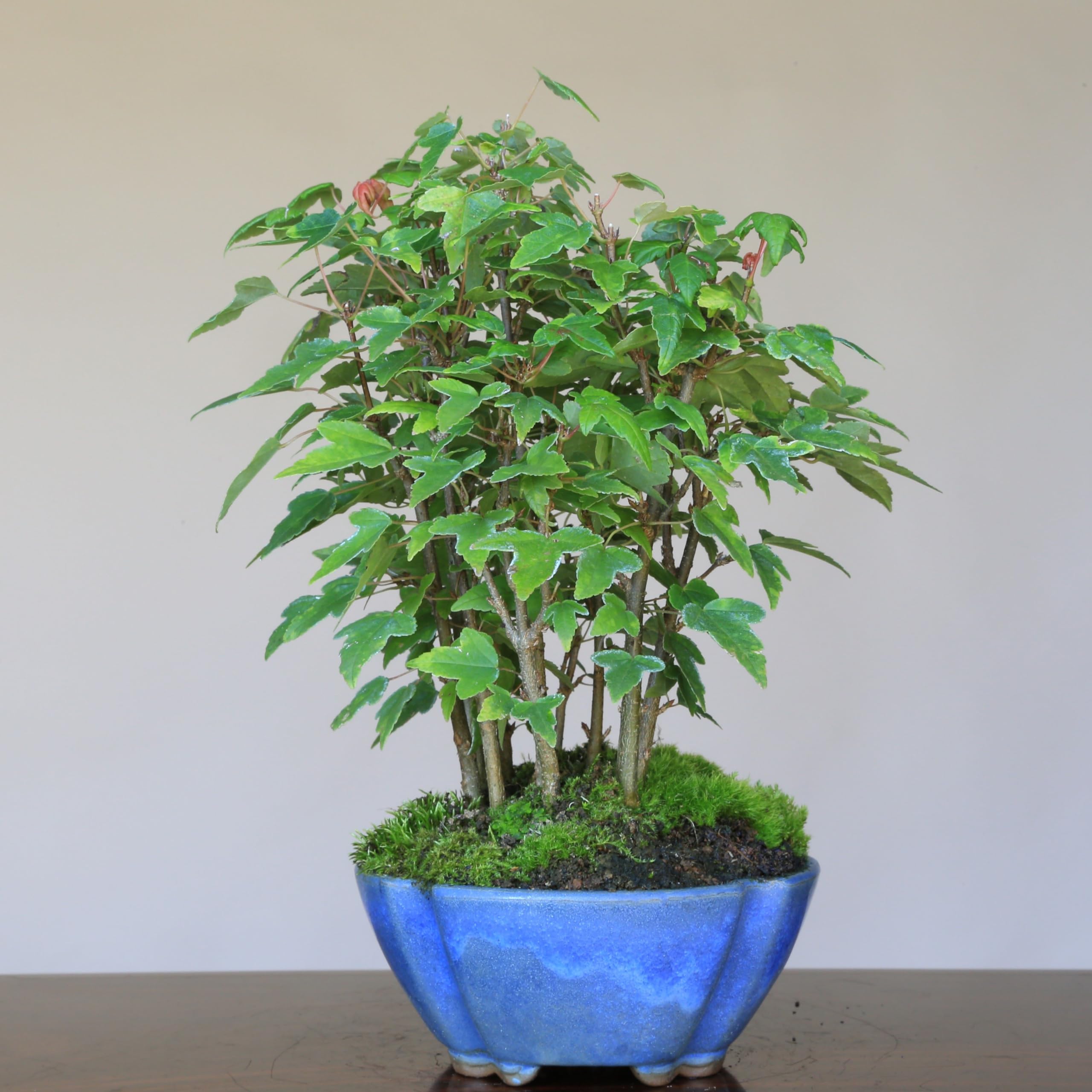 Amazon.co.jp: カエデ【楓】寄せ植え 小品盆栽【泰寿園Online】 : DIY