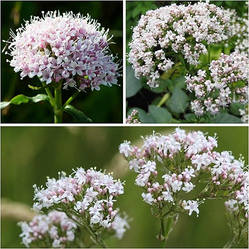 Miniatura 3 de Seed Needs Semillas de valeriana para plantar plantas de raíz apestosas, semillas de hierbas medicinales perennes sin OMG y sin tratar para plantar