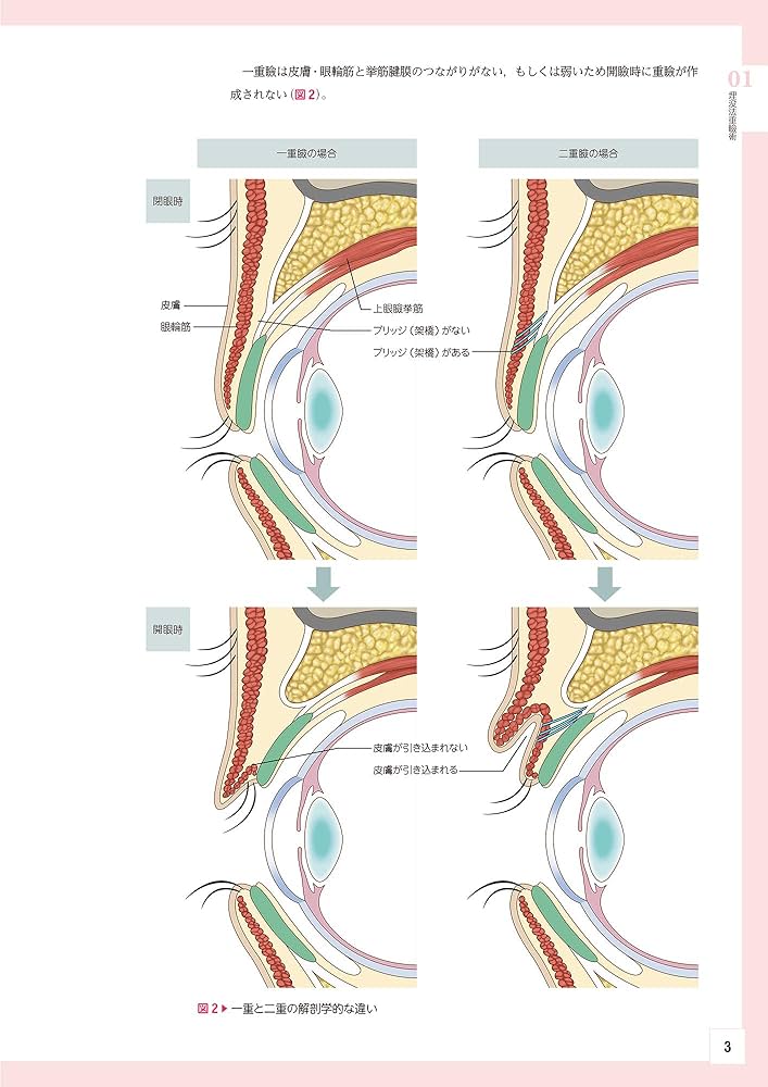 顔の美容外科手術 2版　美容外科　手術 顔の美容外科手術 第2版 | 飯田秀夫 |本 | 通販 | Amazon
