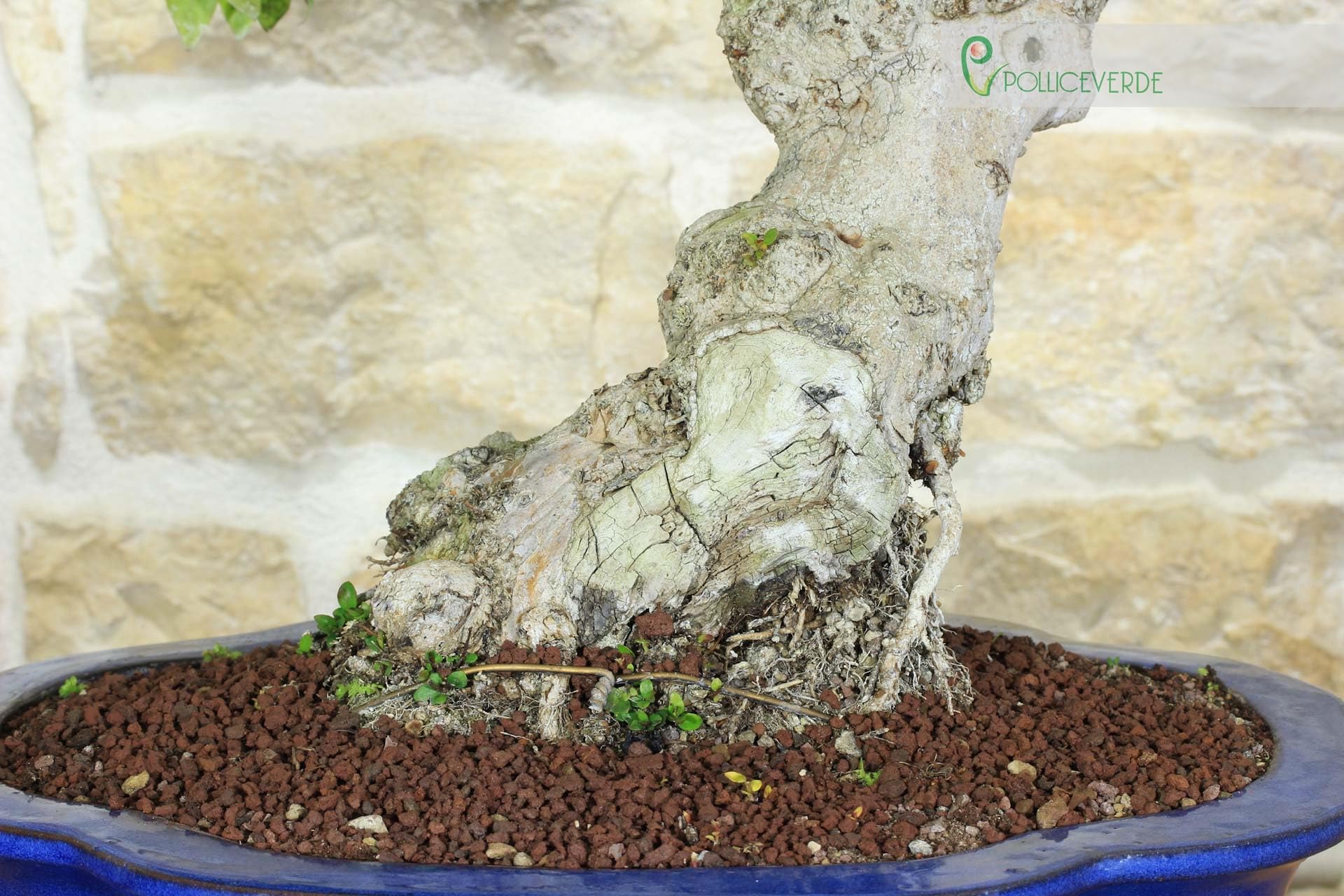 Bonsai di Mirto Pumila (35)