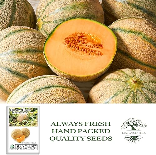 Miniatura 4 de Semillas de melón "Honey Rock" para plantar, más de 50 semillas tradicionales por paquete, semillas de jardín de Isla (semillas de jardín de Isla),