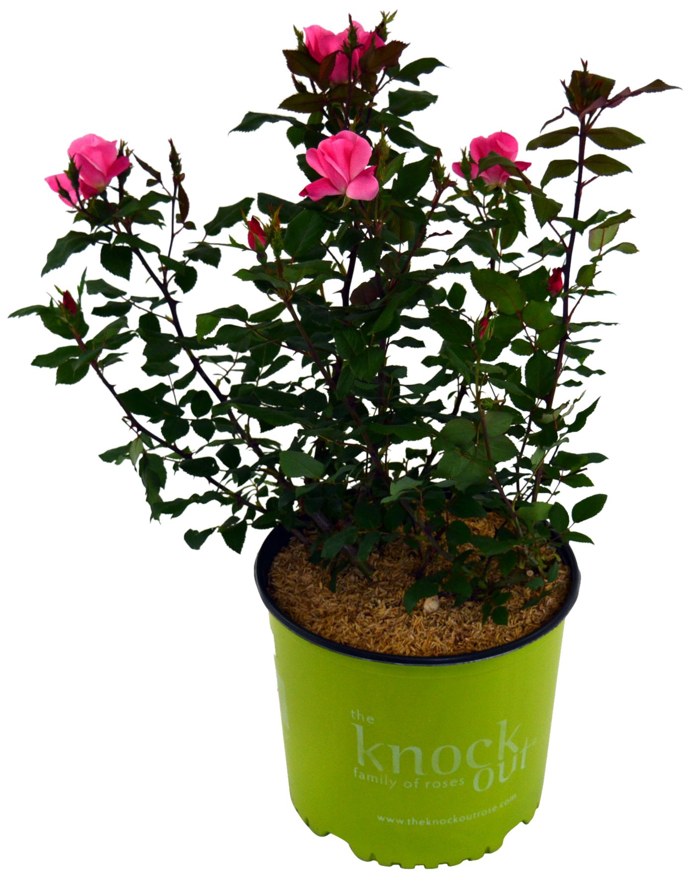 Knock Out Roses - Rosa Knock Out Pink (Rose) Rose, pink flowers, #2 - Size Container