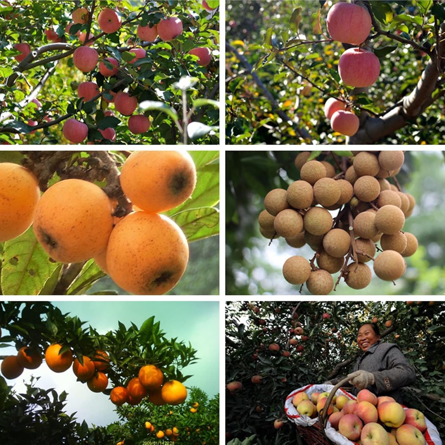 Obstpflücker, Teleskop-Obstpflücker, 6 M Langes Obstpflückwerkzeug Mit Edelstahl-Verlängerungsstange, Obstfänger Für Die Apfelernte
