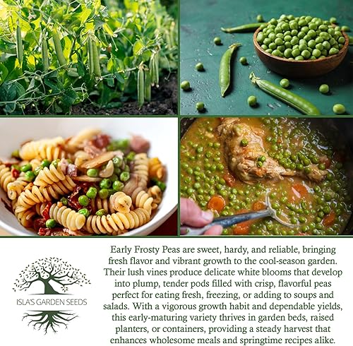Miniatura 6 de Semillas de guisantes de jardín "Early Frosty" para plantar, más de 50 semillas tradicionales por paquete, semillas de jardín de Isla (semillas de