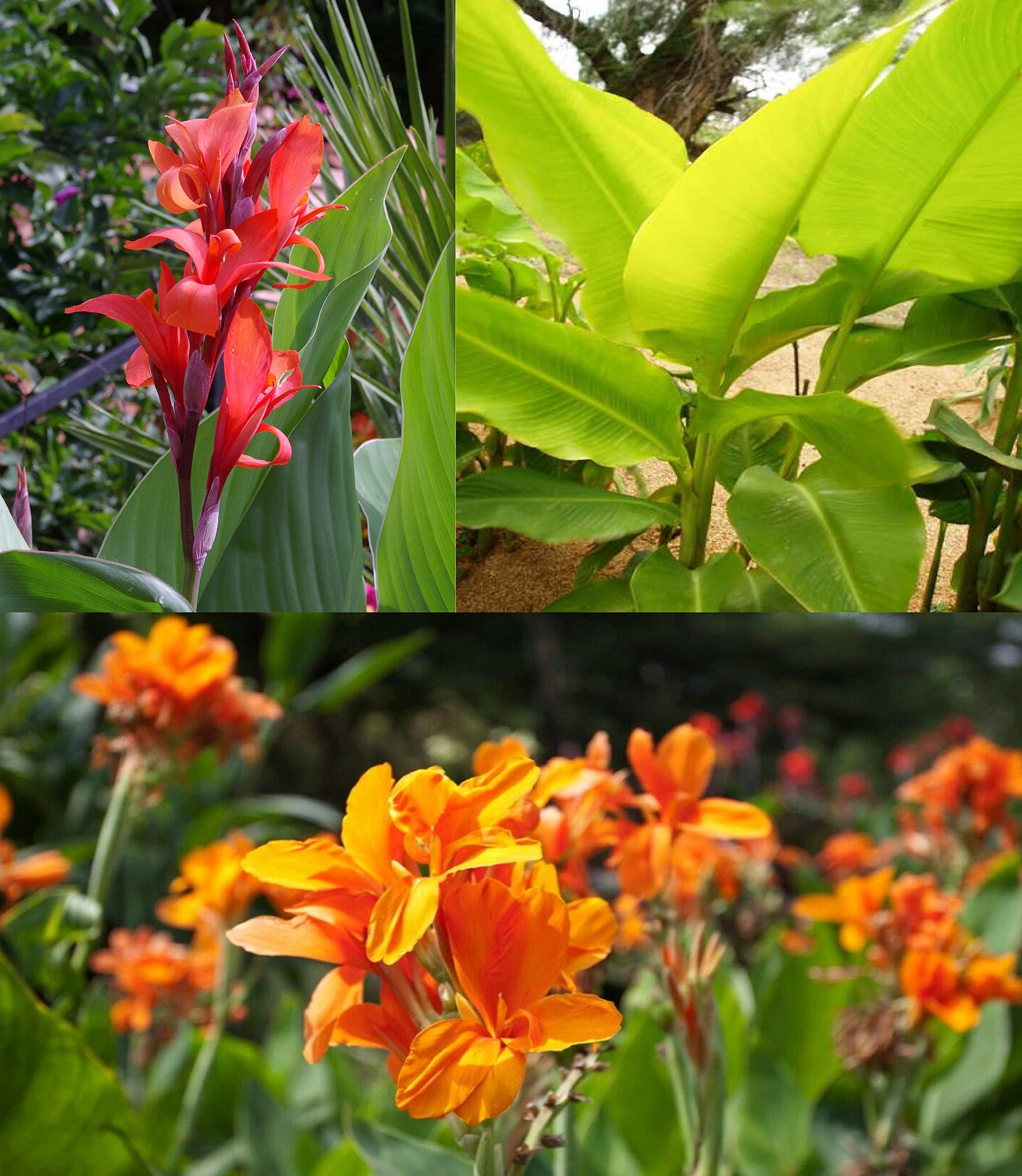 Canna Lily Mix 3 Seeds Each of Red, Orange & Giant