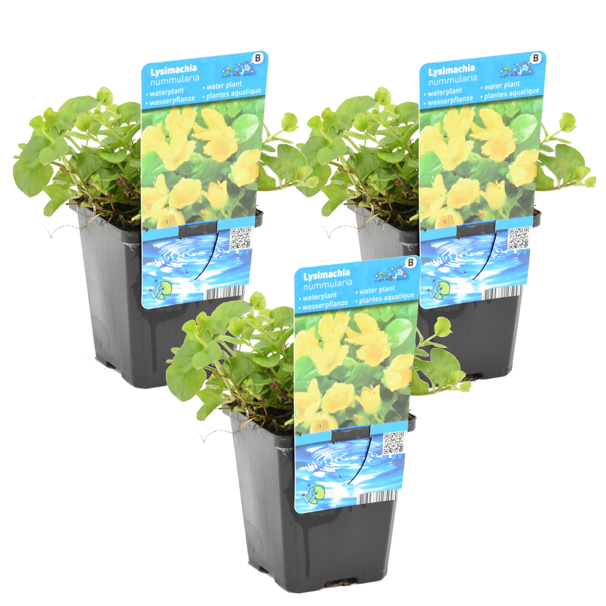 Bloomique - Set de 3 - Lysimachia nummularia - Hierba del dinero/moneda - Plantas de estanque - Acuáticas - Resistente al frío - Altura 10-20 cm - Maceta 9 cm