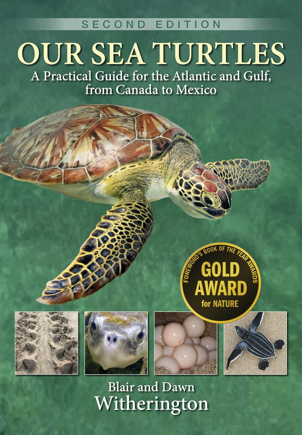 Amazon Our Sea Turtles A Practical Guide for the Atlantic and Gulf