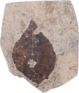 ibasenice Plant Decorativas para Sala Ginkgo Leaf Palm Leaf Maple Leaf Specimen Real Paleontology Fossils