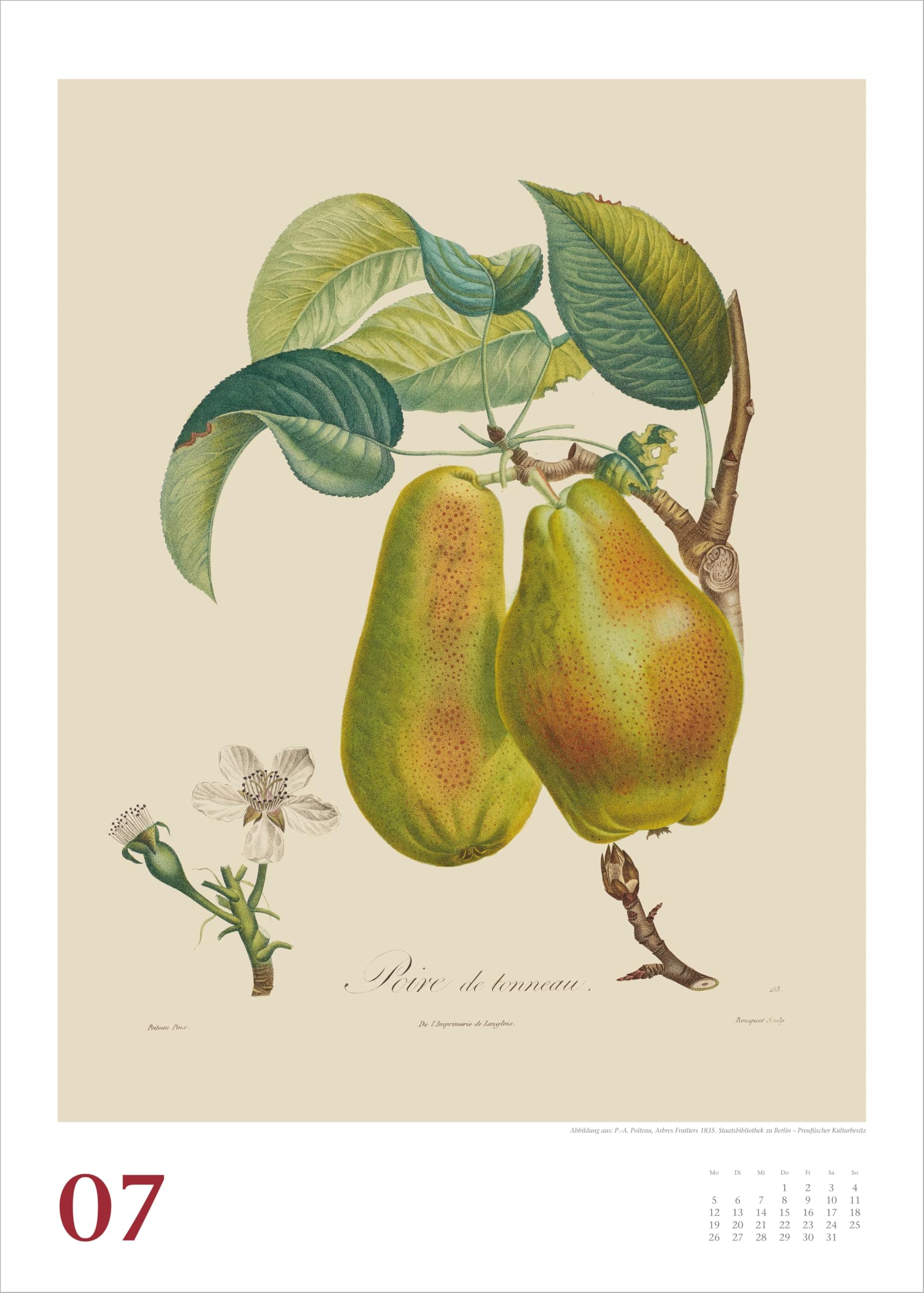 Alte Obstsorten 2027: Wandkalender 50x70 cm mit historischen Illustrationen von Pierre Antoine Poiteau und Spiralbindung