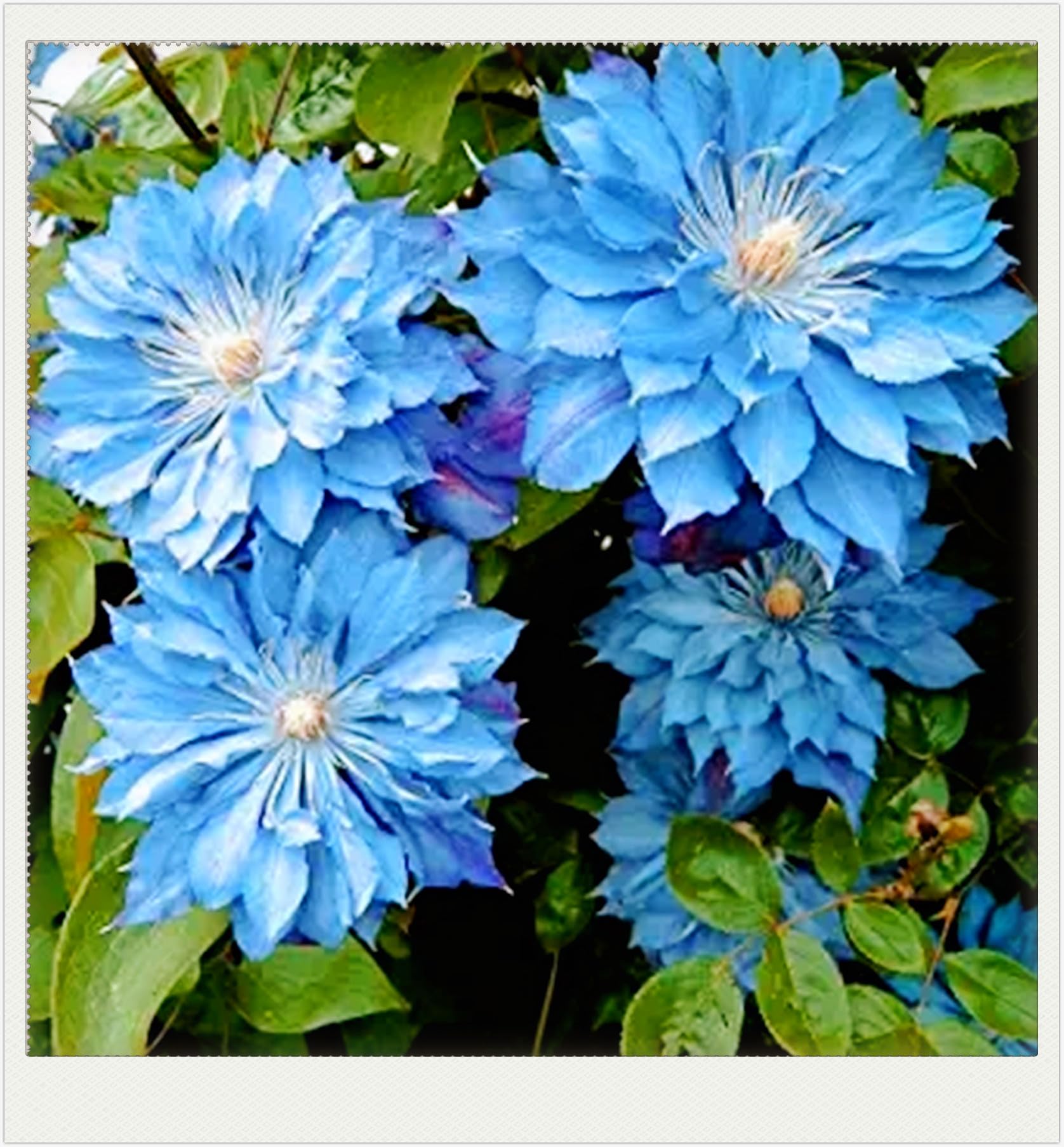 Dahlia Bulbs Dahlia Tubers Wedding Flowers/Hardy Perennial/Garden Flowers-5bulbs-f