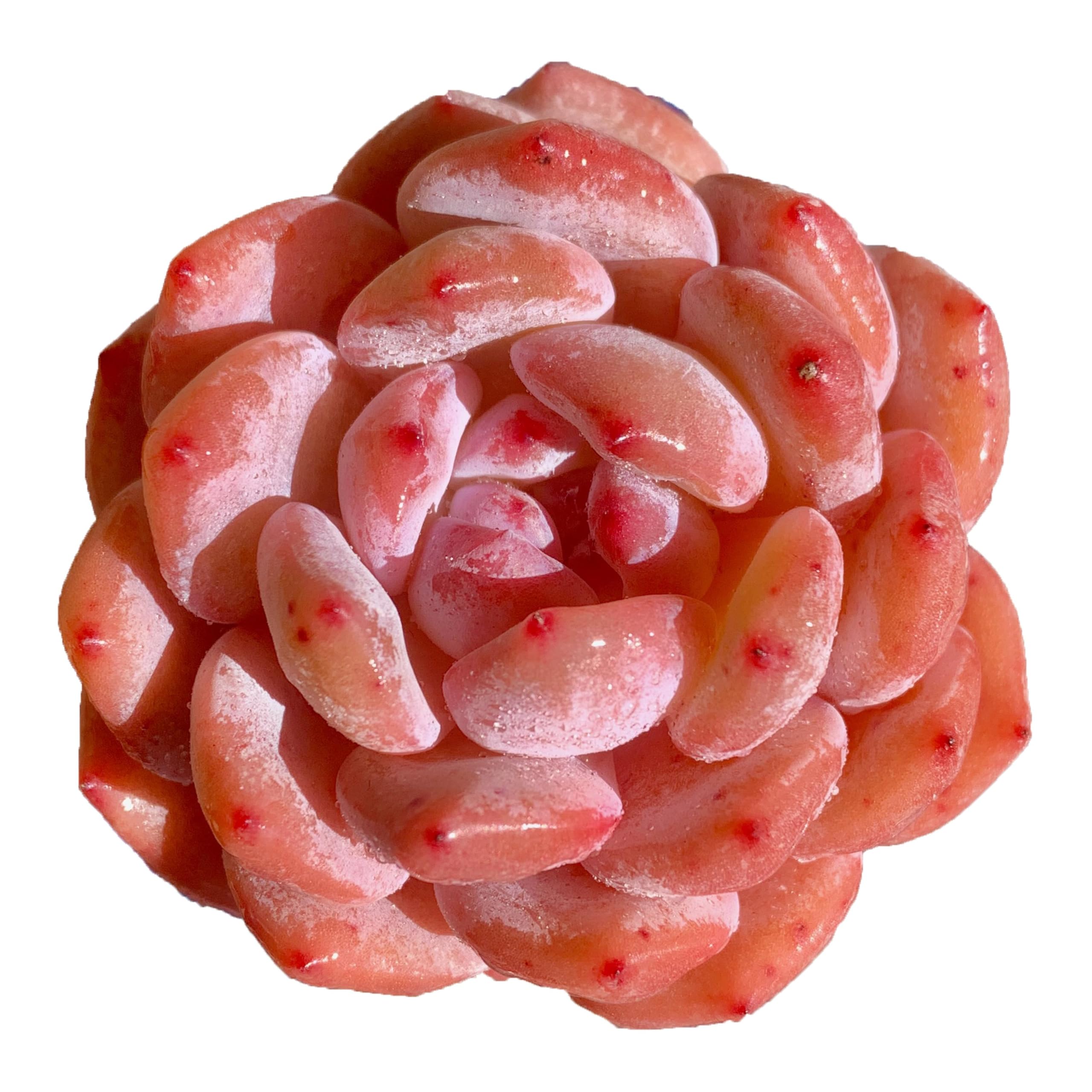 FWPP Echeveria Snow Angel