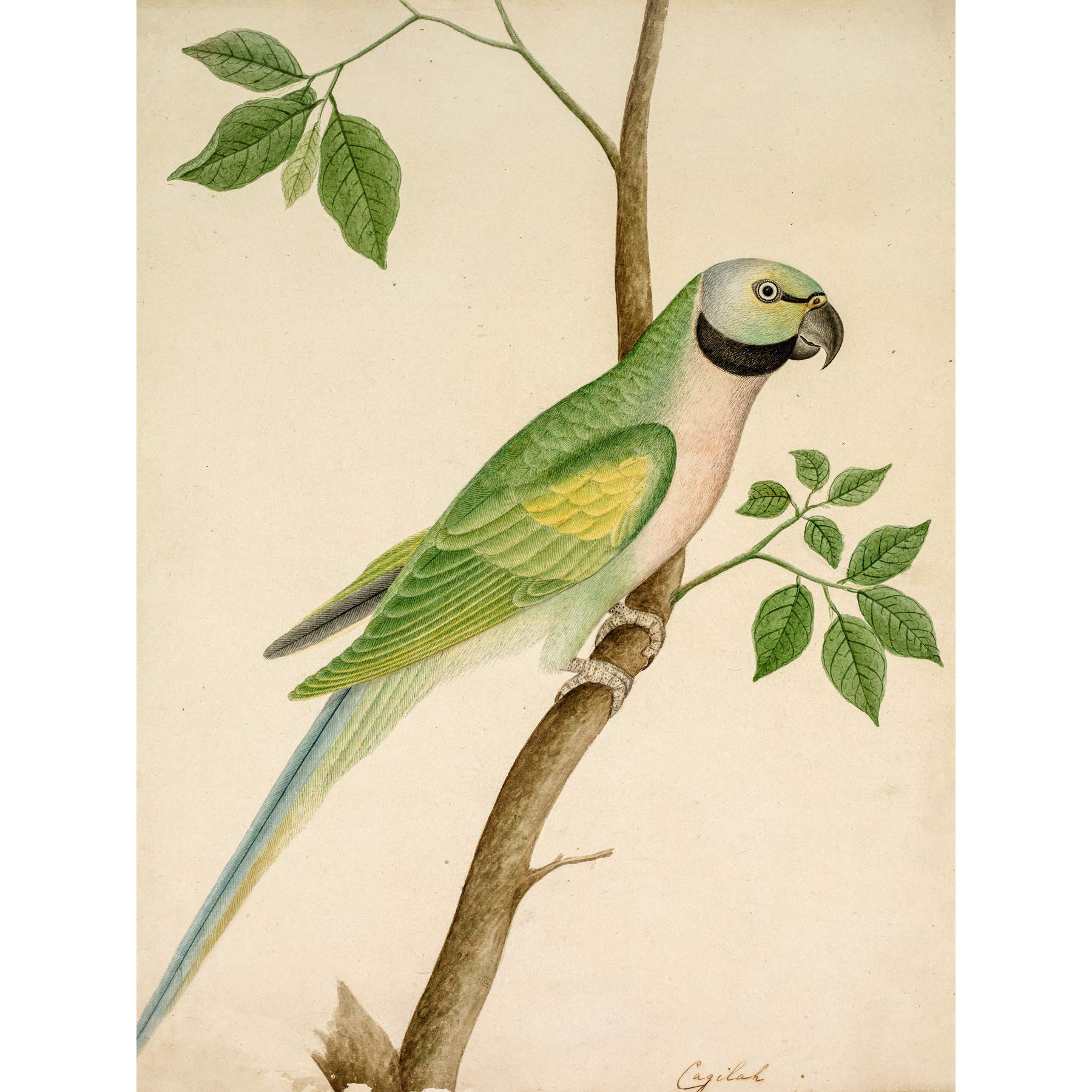 Artery8 Green Parrot Watercolour India 19th Century Premium Wall Art Canvas Print 18X24 Inch