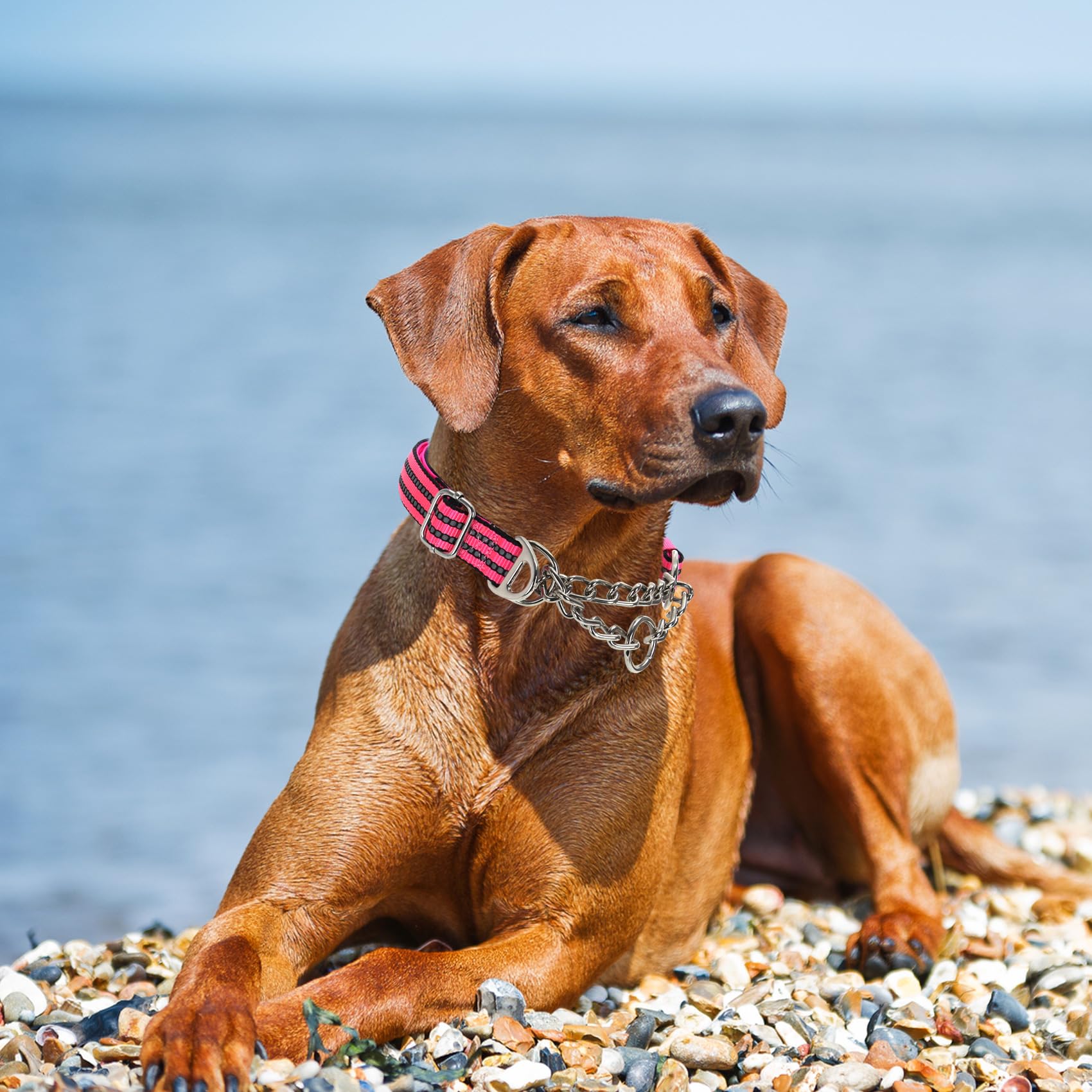 Martingale Collar for Dogs Reflective Nylon Dog Chain Collars Adjustable Heavy Duty Martingale Collar for Training Medium Large Breed Dogs - Image 2
