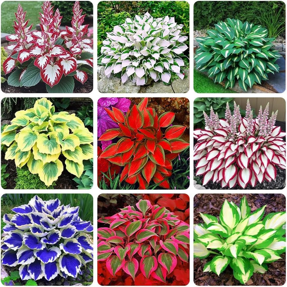 288+ Mixed Hosta Seeds - Rare Perennial Shade Plants for Garden Borders, Patios, and Containers - Non-GMO Heirloom, Colorful Ornamental Foliage