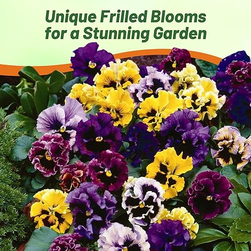 Miniatura 6 de Outsidepride Frizzle Sizzle Mix Viola - Semillas de pensamiento para plantar, 100 unidades. Flores perennes, resistentes al frío y aptas