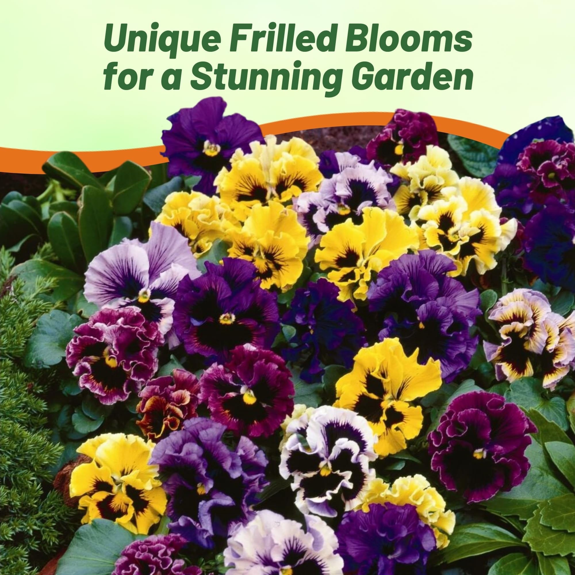 Amazon.com : Outsidepride Frizzle Sizzle Mix Viola Pansy Seeds for