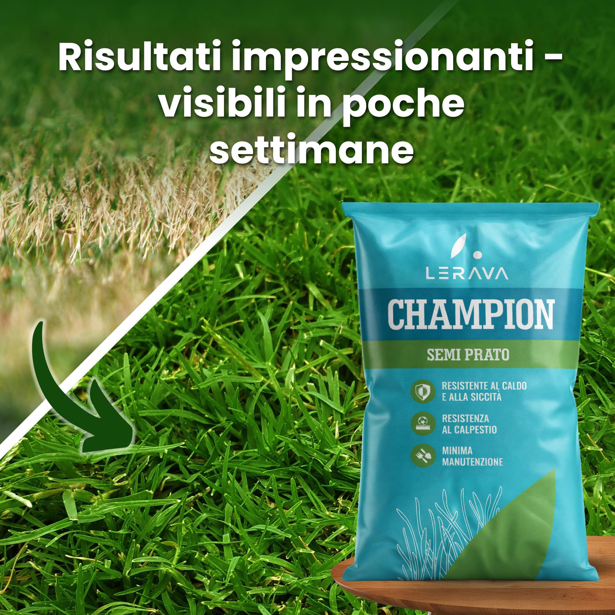 LERAVA CHAMPION semi prato 30m² festuca arundinacea resistente siccità alte temperature prato verde scuro fine