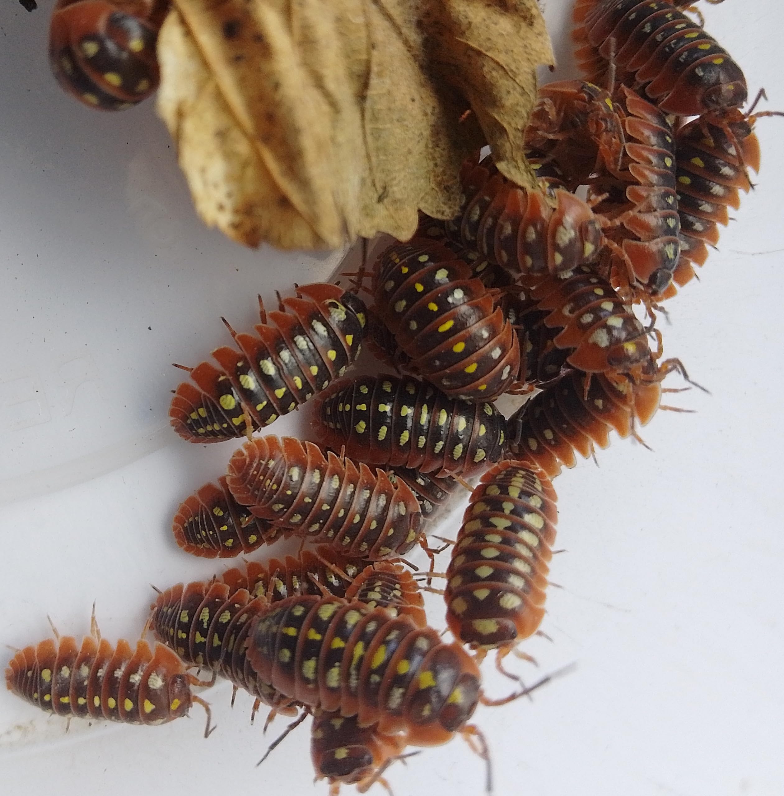 Live Armadillidium Klugii isopods – Klugii Woodlice for Bioactive Terrariums or Clean-Up Crews - MEDIUM (10)