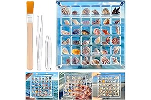 Acrylic Magnetic Seashell Display Box