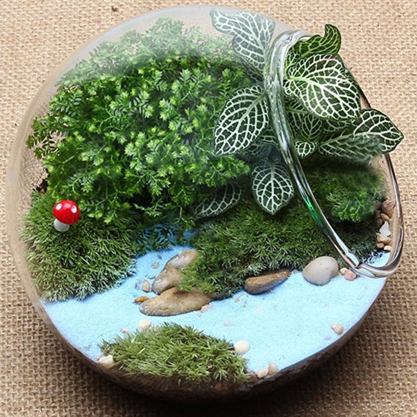 Terrarium de en Verre,Terrarium de,Récipient de Terrarium en Verre Rond | Pot de Fleurs pour, conteneur de à Air, pièce maîtresse d'affichage de décoration de Maison en Verre pour Miniature succulen