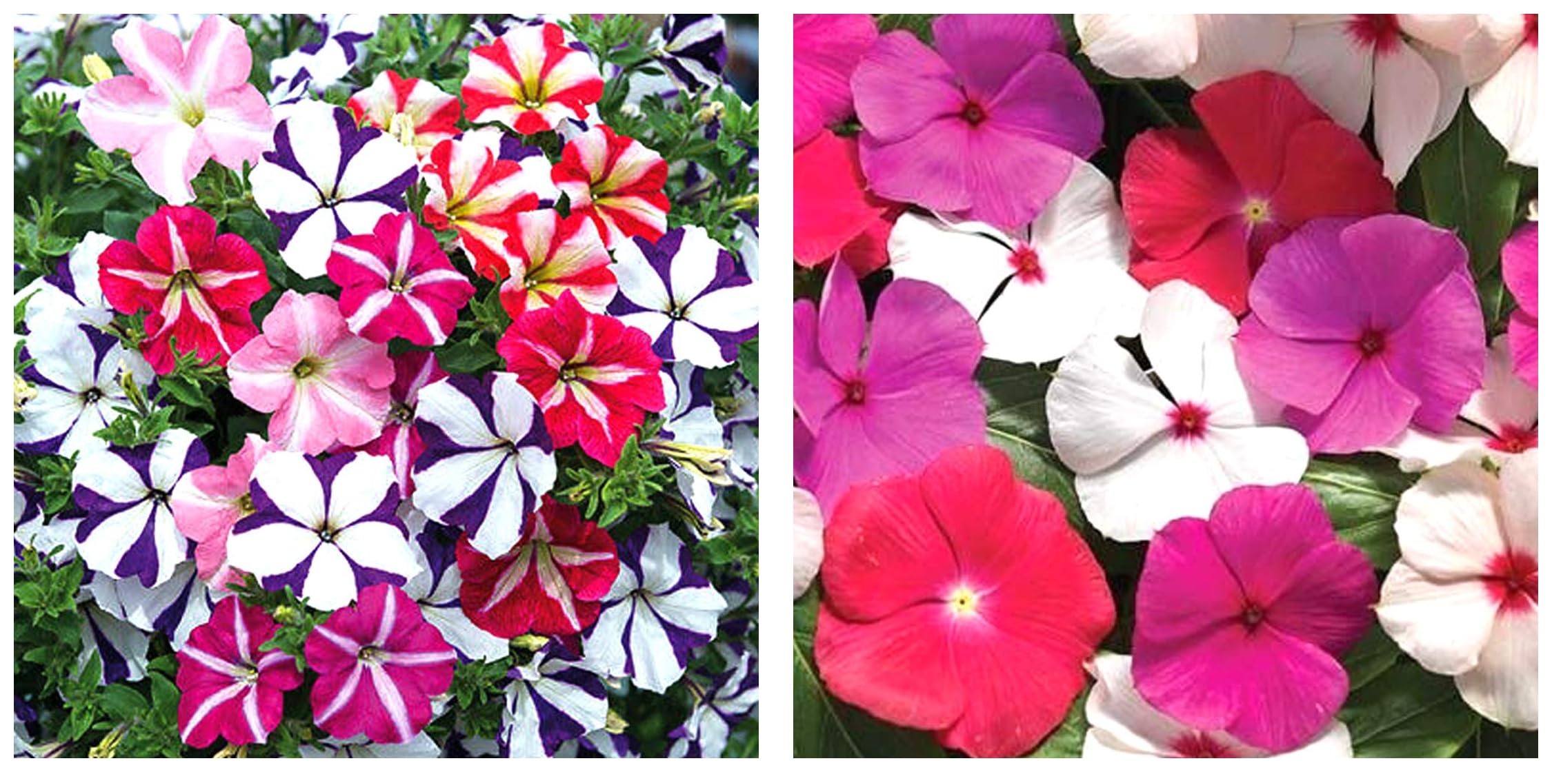 Kraft Seeds Vinca Flower Seeds (1 Packet Mix 20 Seeds) & Kraft Seeds Petunia Flower Seeds (1 Packet, Mix 50 Seeds) (B0CCTZHYQT) Amazon Price History, Amazon Price Tracker
