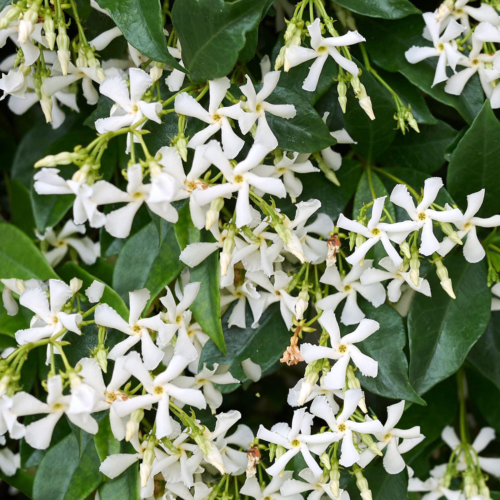 GardenersDream Trachelospermum Jasminoides - Jasmin Étoilé - Plante Grimpante Persistante Résistante au Froid - Plante Extérieur Parfumée