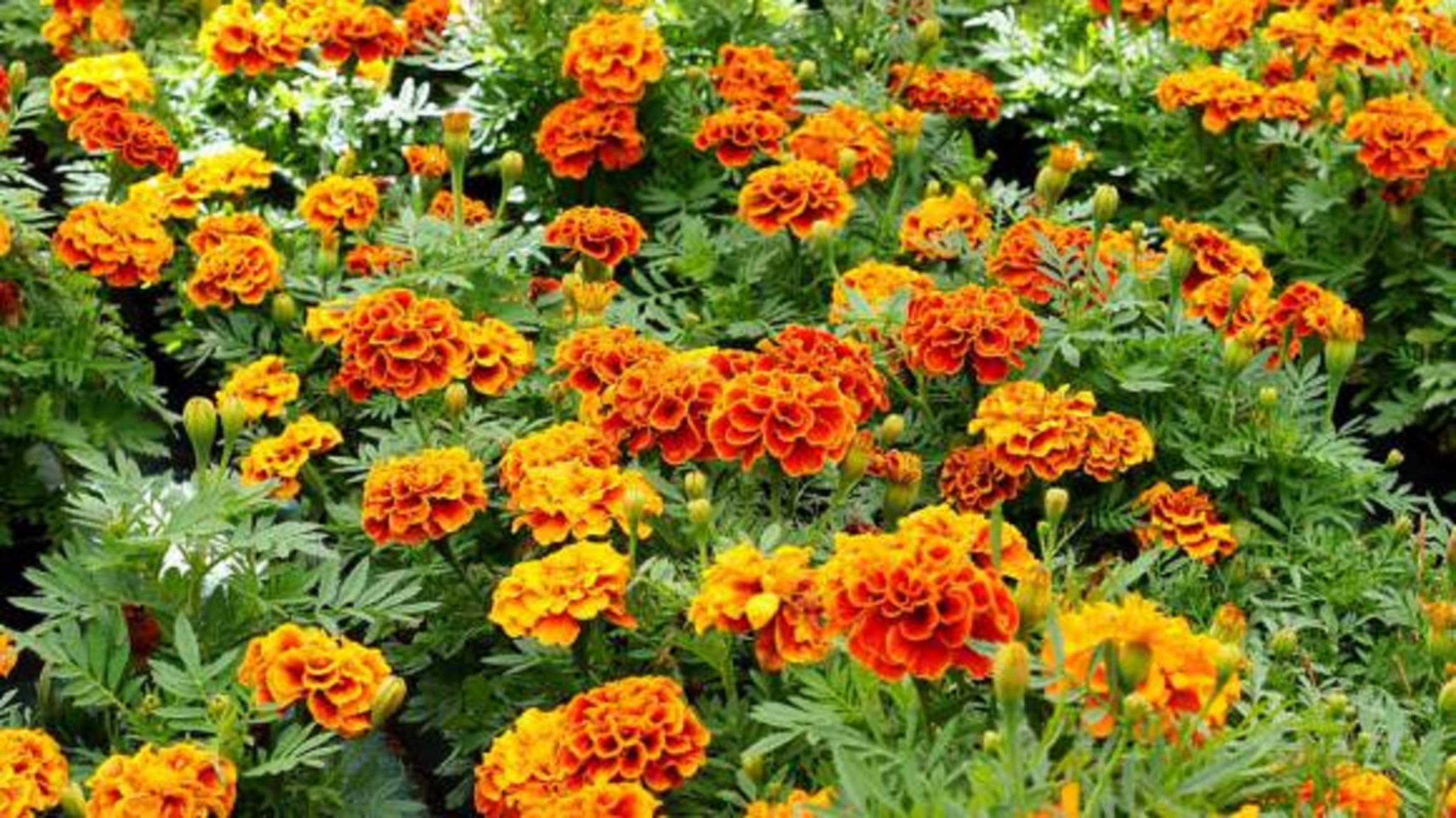 Graines D'Œillet D'Inde Tagetes Patula - Sachet De 150 Graines - Fleurs Jaunes, Orange - Répulsif Naturel Pour Potager