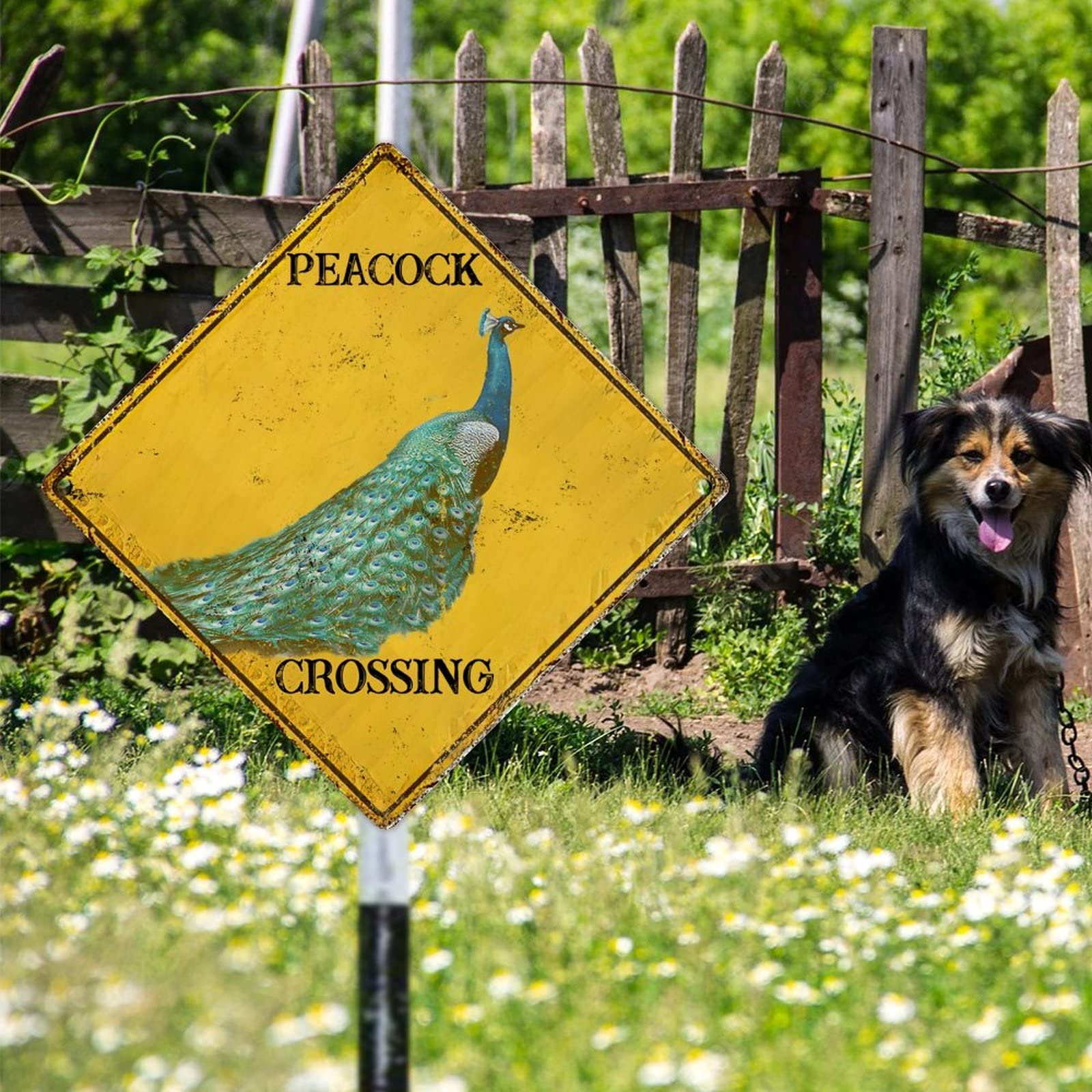 Cartello in metallo con scritta Caution Peacock Xing Crossing, in