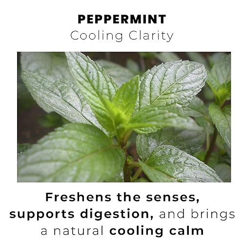 Miniatura 6 de Té de menta hojas de menta 100% enteras, procedentes de Marruecos, 1500 mg por porción, bolsas piramidales biodegradables, sin cafeína, sabor a