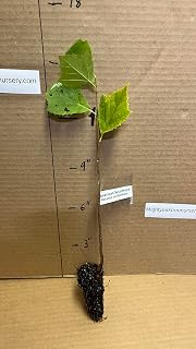 15-20” Tall American Sycamore Tree - Platanus occidentalis 1 Year Old Tree