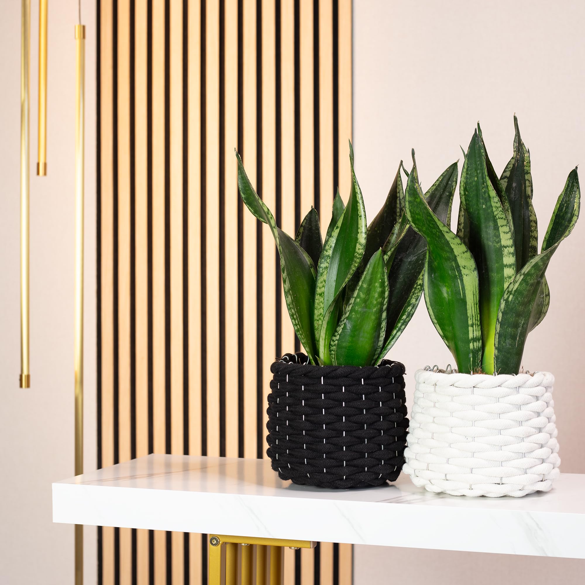 Sansevieria trifasciata Black Coral - Lot de 2 plantes d’intérieur (chanvre arc, facile à nettoyer, hauteur env. 35 cm, diamètre du pot de 12 cm)