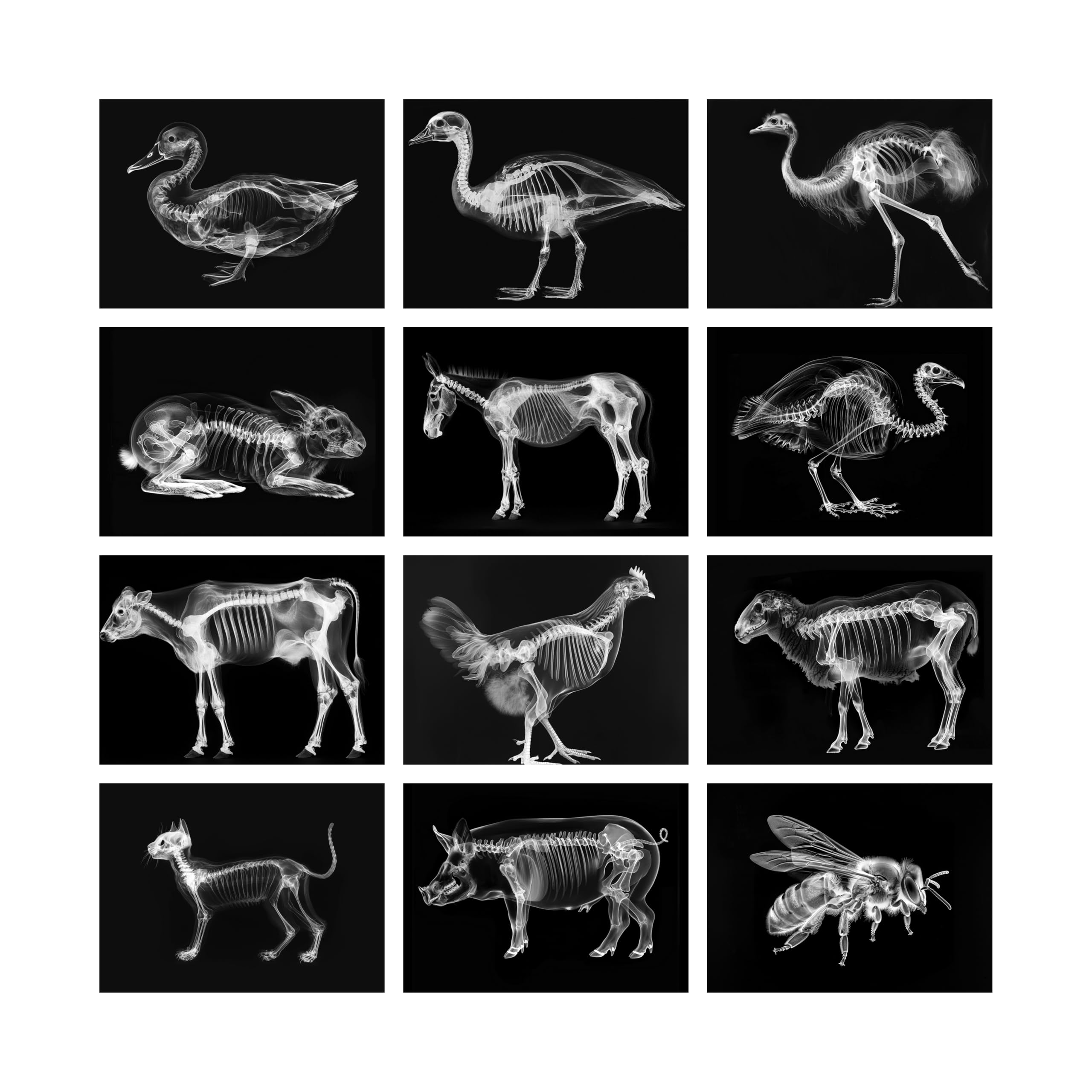 Animal X-Ray Images Kit Science Learning Kit Light Table Accessories for Kids (Farm Animals Theme)