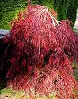 米山舞　everlasting plants 米山舞 everlasting plants