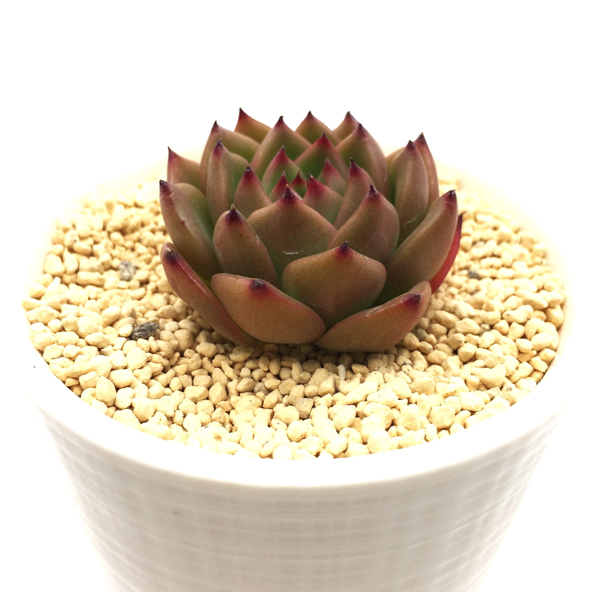 Amazon.co.jp: アンストーン 多肉植物7.5㎝ポッ ト エケベリア 根付苗 