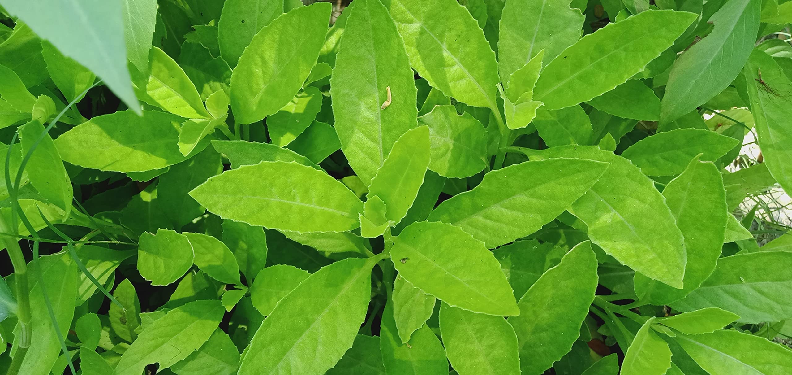 Kalpataru Longevity spinach - Insulin/Diabetes plant, 1 live healthy plant(Small Size Plant) (B0BDLG6MQG) Amazon Price History, Amazon Price Tracker