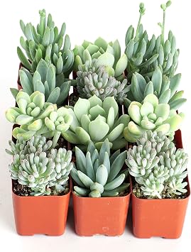 Shop Succulents | Its a Boy Blue Hand Selected Variety Pack of Mini Succulents | Collection of 12 in 2 pots, 12,
